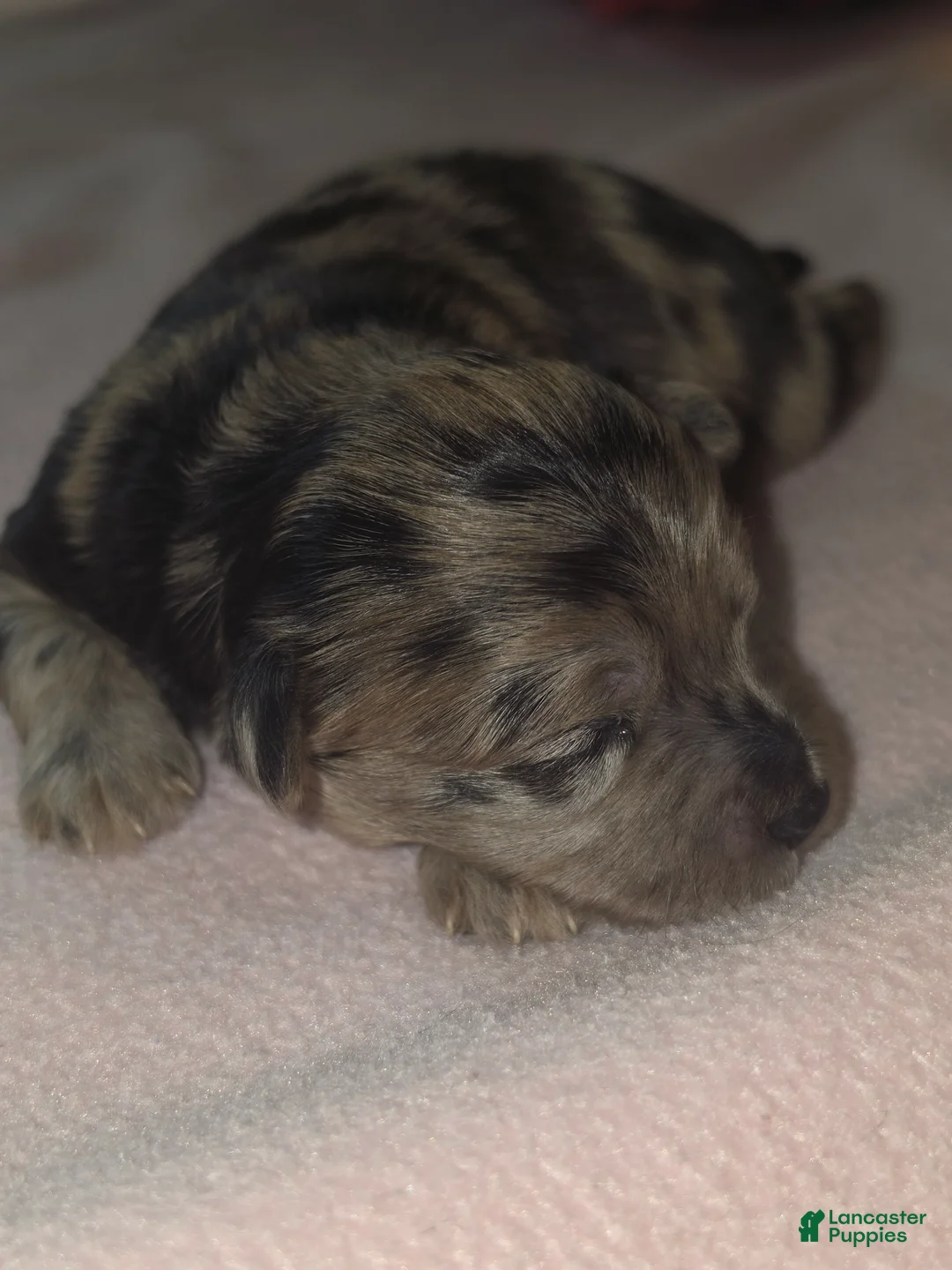 Aussiedoodle dogs for sale: Aussiedoodle 1 - Ad 1