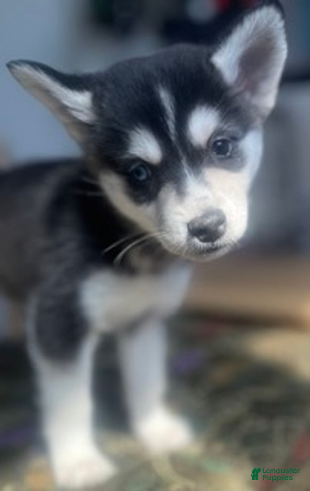 Alaskan Klee Kai dogs for sale: Alyssa - Ad 6