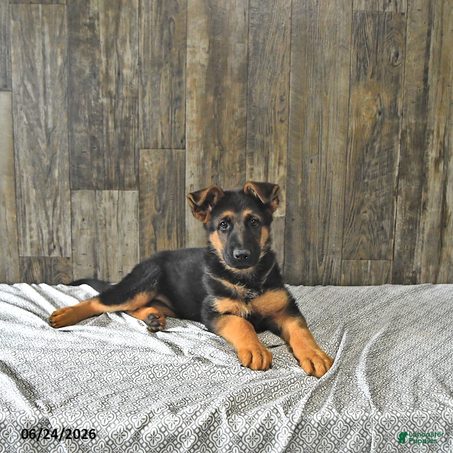 German Shepherd dogs Buddy - Ad 1