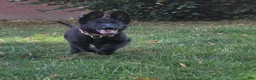 German Shepherd dogs for sale: Opal  - Ad 2