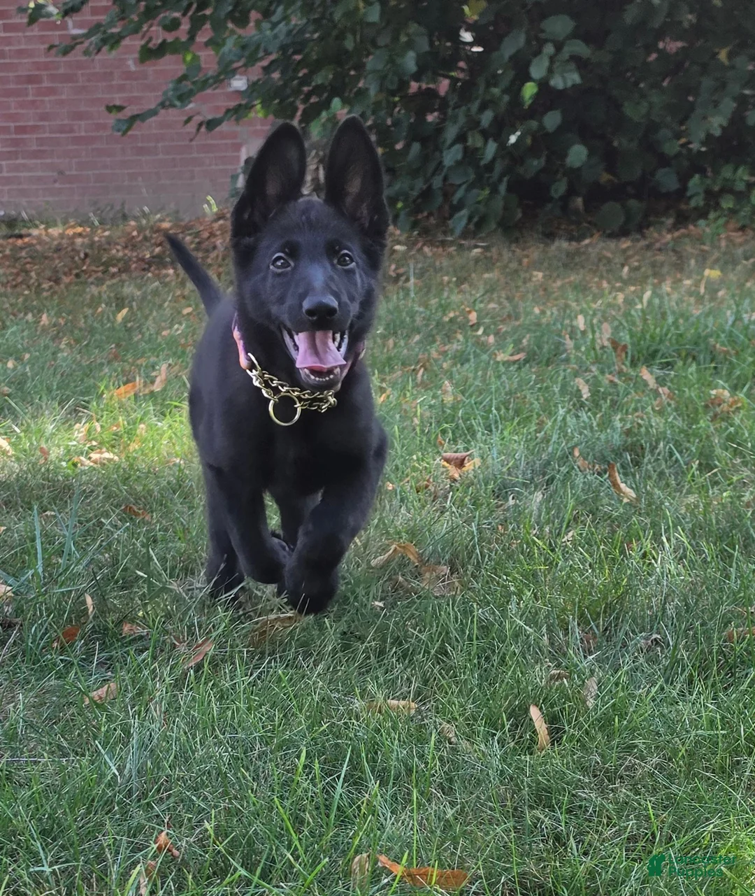 German Shepherd dogs for sale: Opal  - Ad 2