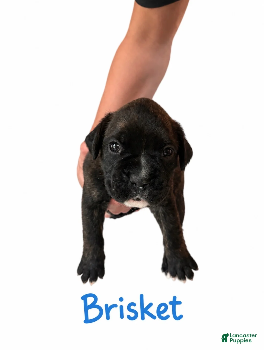 Boxer dogs for sale: Brisket - Ad 2