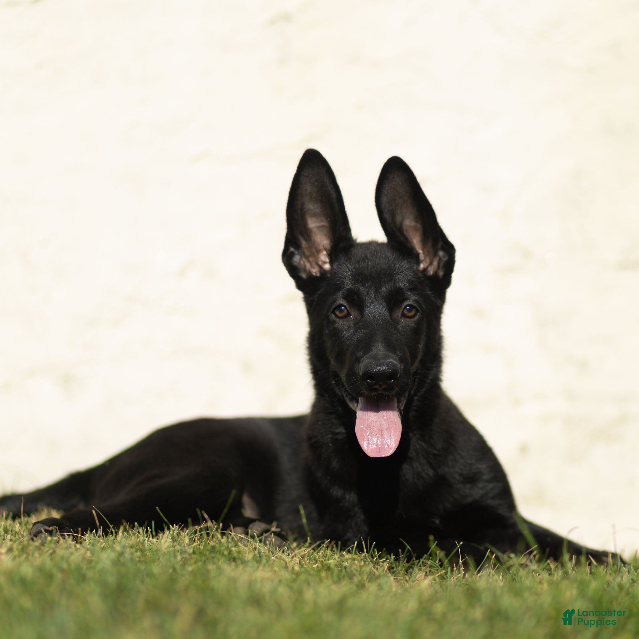 German Shepherd dogs Flurry German Shepherd  - Ad 1