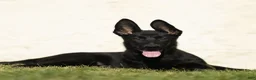 German Shepherd dogs for sale: Flurry German Shepherd  - Ad 1