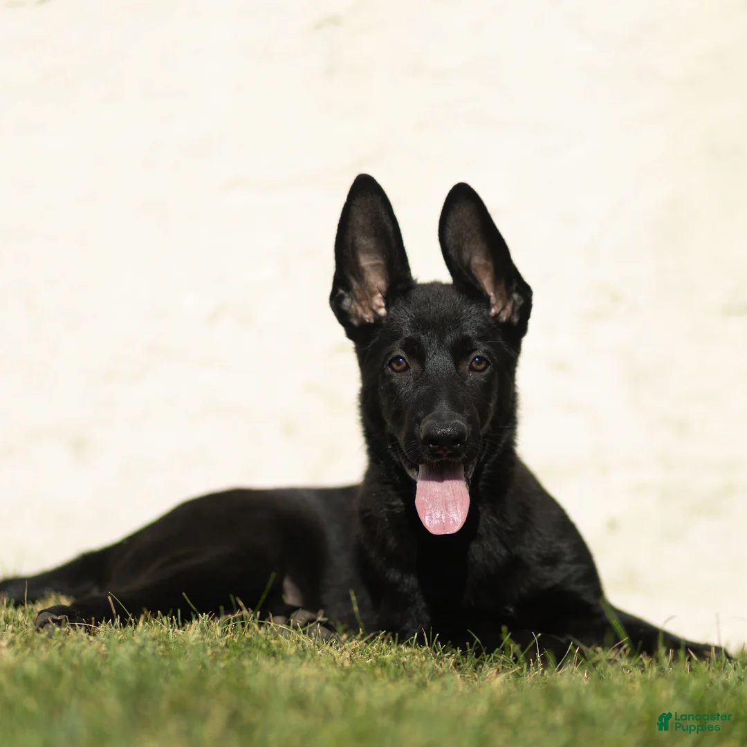 German Shepherd dogs for sale: Flurry German Shepherd  - Ad 1