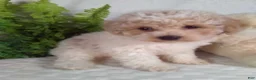 Bichpoo dogs for sale: Joey - Ad 5