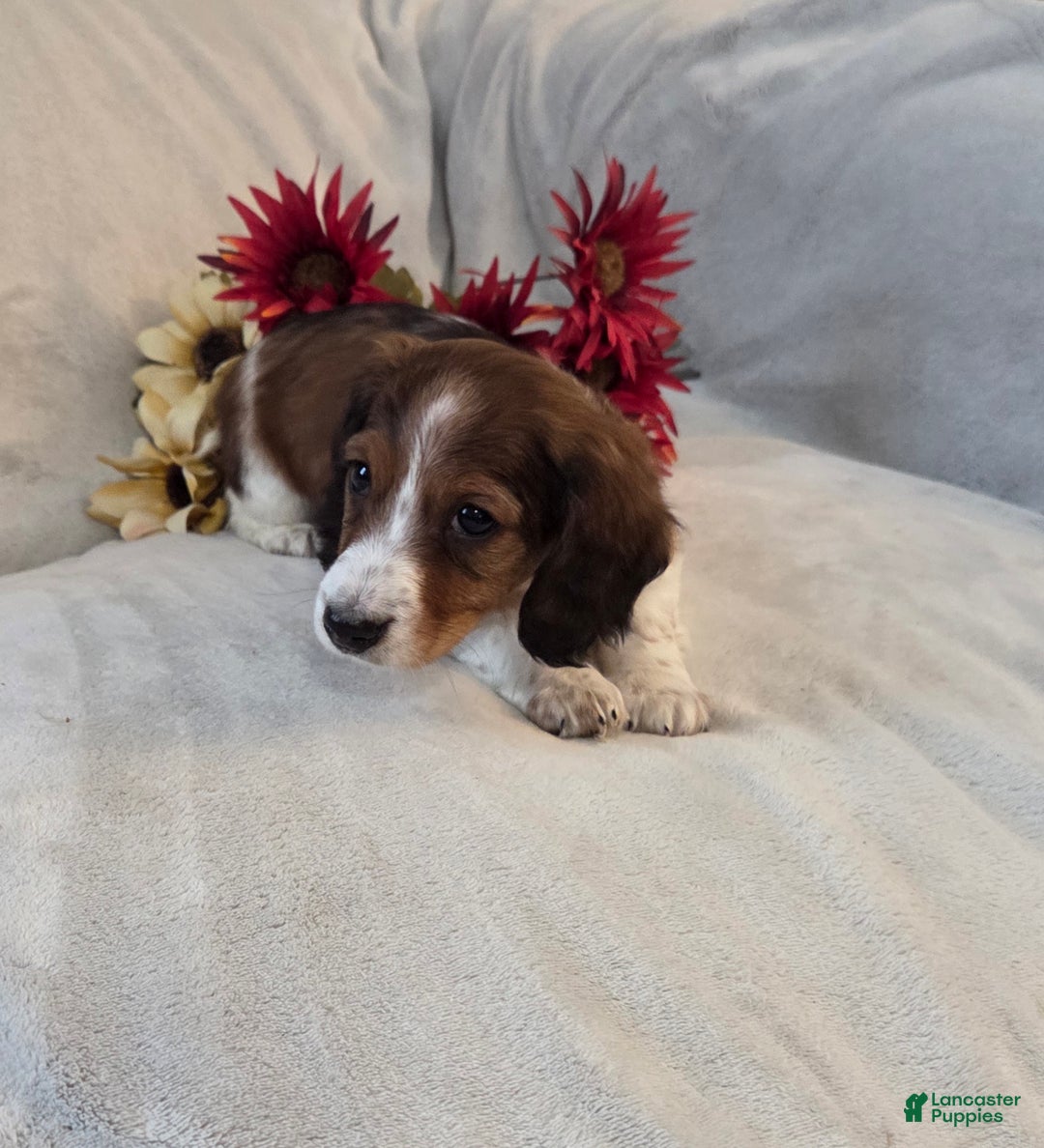 Miniature Dachshund dogs for sale: Peppermint  - Ad 8