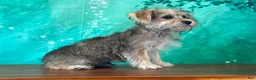 Yochon dogs for sale: Java - Ad 3