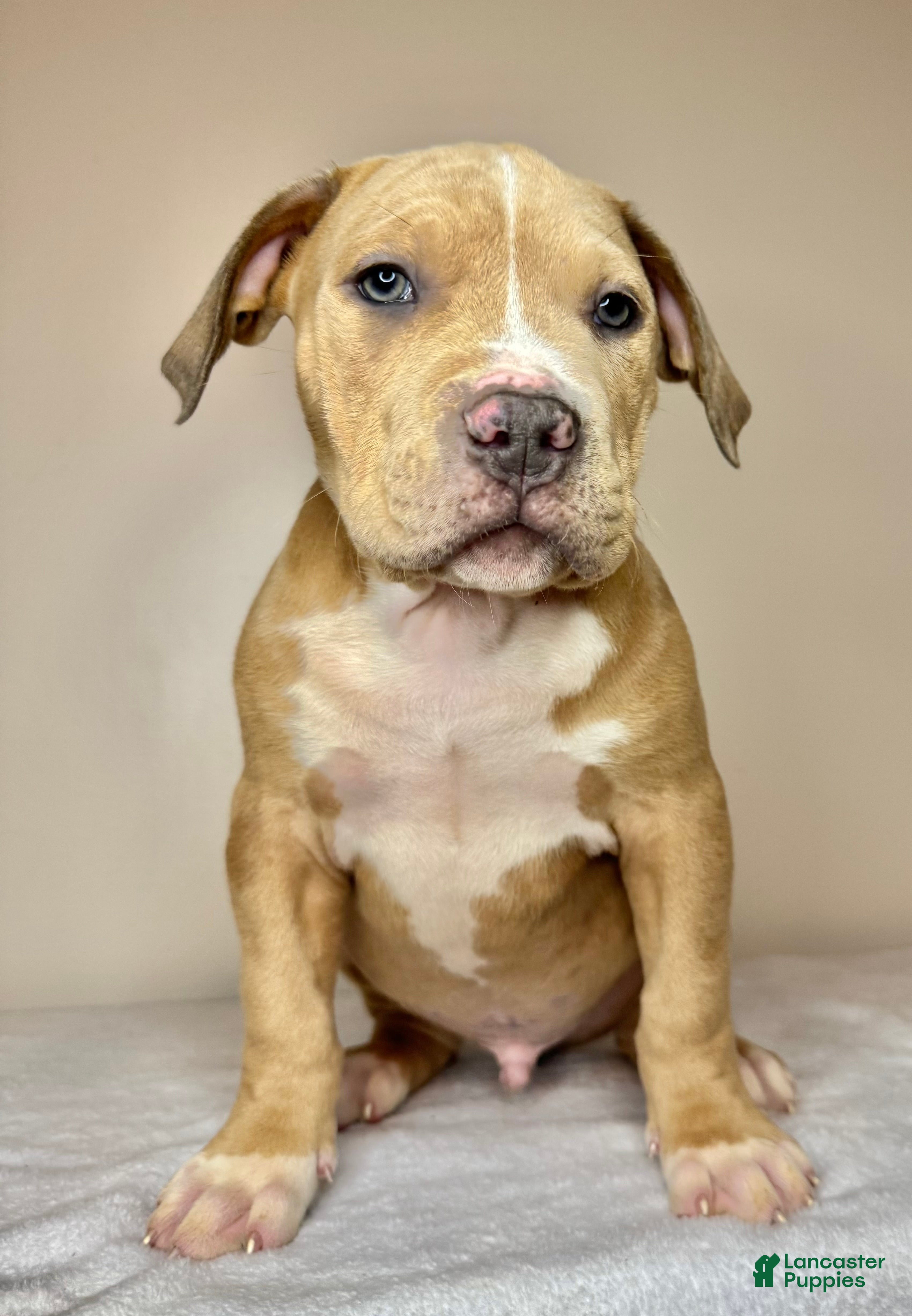 American Bully dogs American Bully Puppy 4 - Ad 28