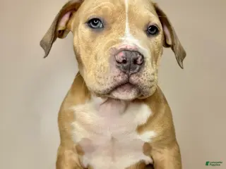 American Bully dogs American Bully Puppy 4 - Ad 5