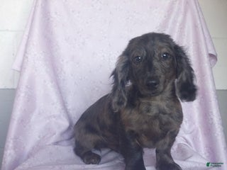Miniature Dachshund dogs Grady - Ad 38
