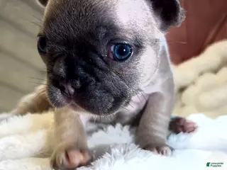 French Bulldog dogs for sale: French Bulldog Puppy 5 - Ad 3