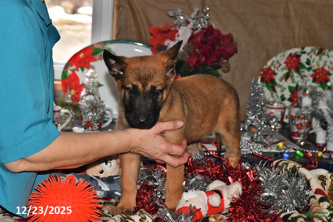 Belgian Malinois dogs for sale: Diesel - Ad 10