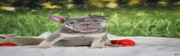 French Bulldog dogs for sale: Luke - Ad 7
