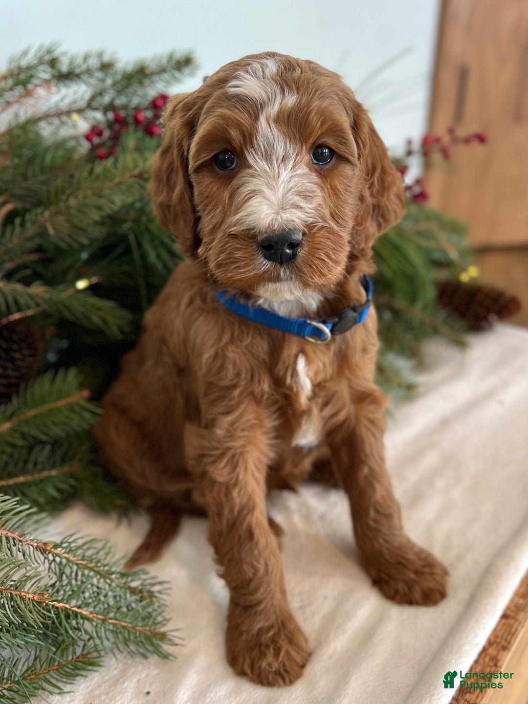Irish Doodle dogs for sale: Theodore  - Ad 10