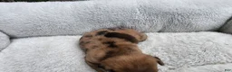 Mixed Breed dogs for sale: Romeo Merle - Ad 8