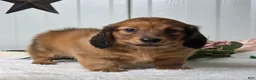 Miniature Dachshund dogs for sale: Madelyn  - Ad 10