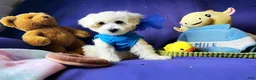 Maltipoo dogs for sale: Bubbles - Ad 4