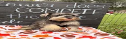 Miniature Schnauzer dogs for sale: Kenneth Miniature Schnauzer  - Ad 7
