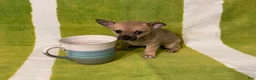 Chihuahua dogs for sale: Maisy - Ad 2