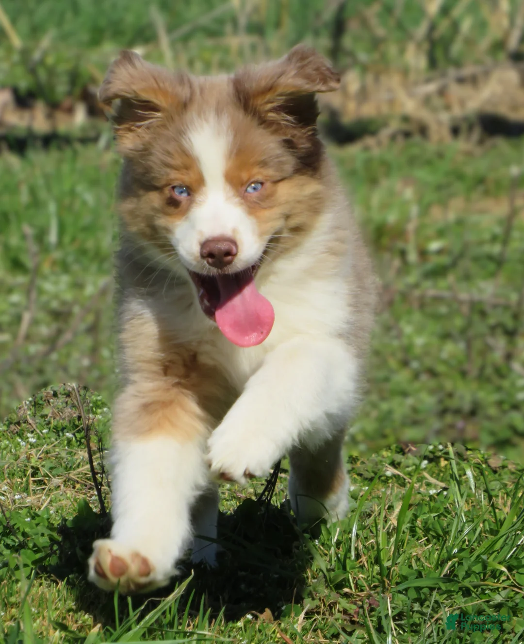 Australian Shepherd dogs for sale: Opal - Ad 2