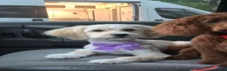 Maltipoo dogs for sale: Blanko - Ad 4