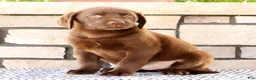 Labrador Retriever dogs for sale: Gator - Ad 4