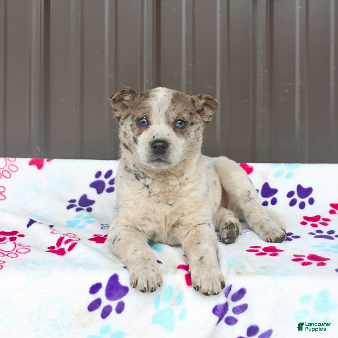 Mixed Breed dogs for sale: Daphne - Ad 2