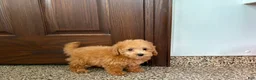 Maltipoo dogs for sale: Snickers  - Ad 9