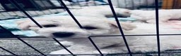 Bichon Frise dogs for sale: Baby boy 1 - Ad 8