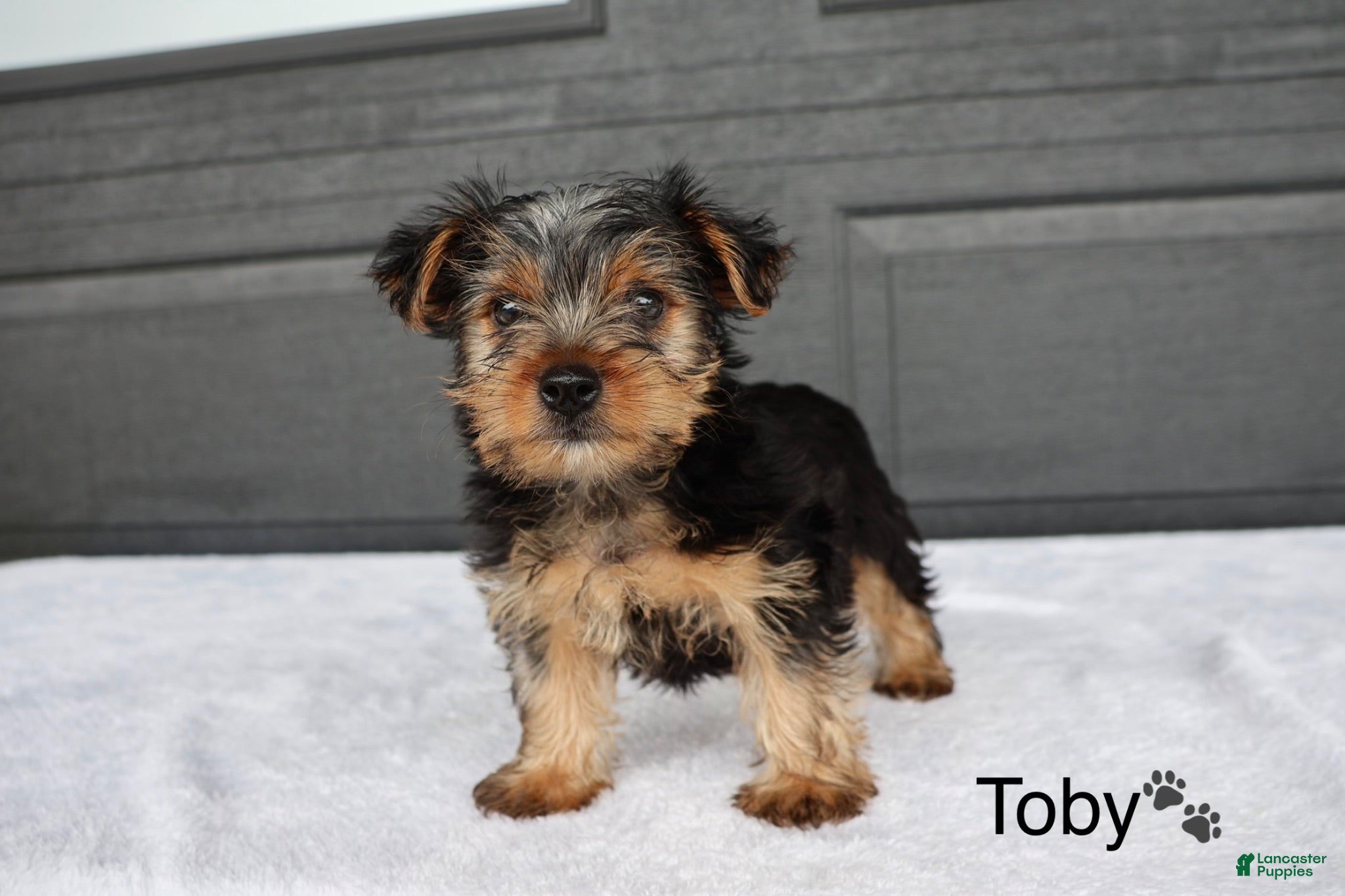 Yorkshire Terrier dogs Toby - Ad 2