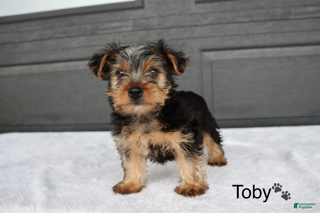 Yorkshire Terrier dogs for sale: Toby - Ad 2