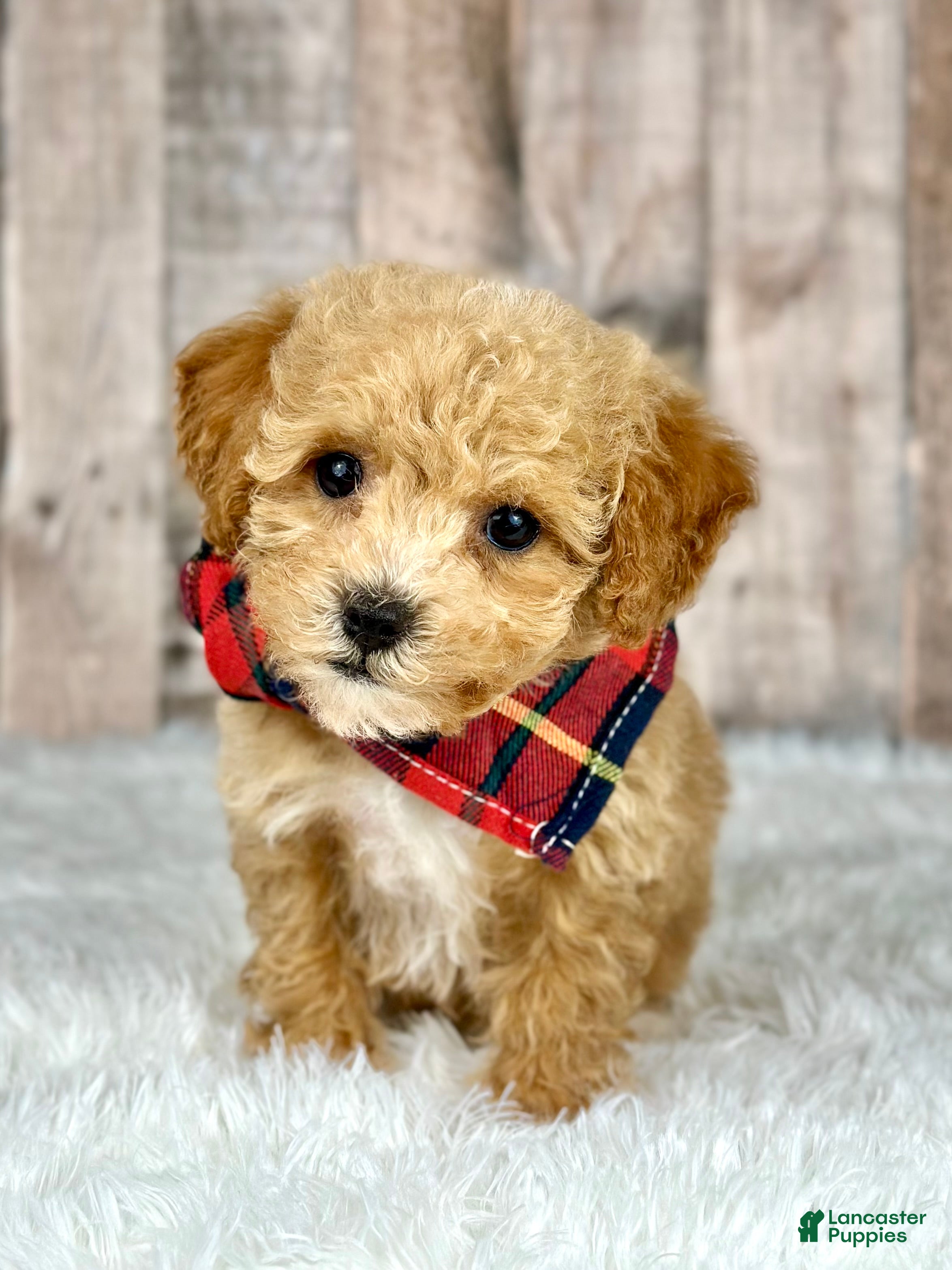 Bichpoo dogs Boy Jasper - 8341 - Ad 24