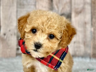 Bichpoo dogs Boy Jasper - 8341 - Ad 17