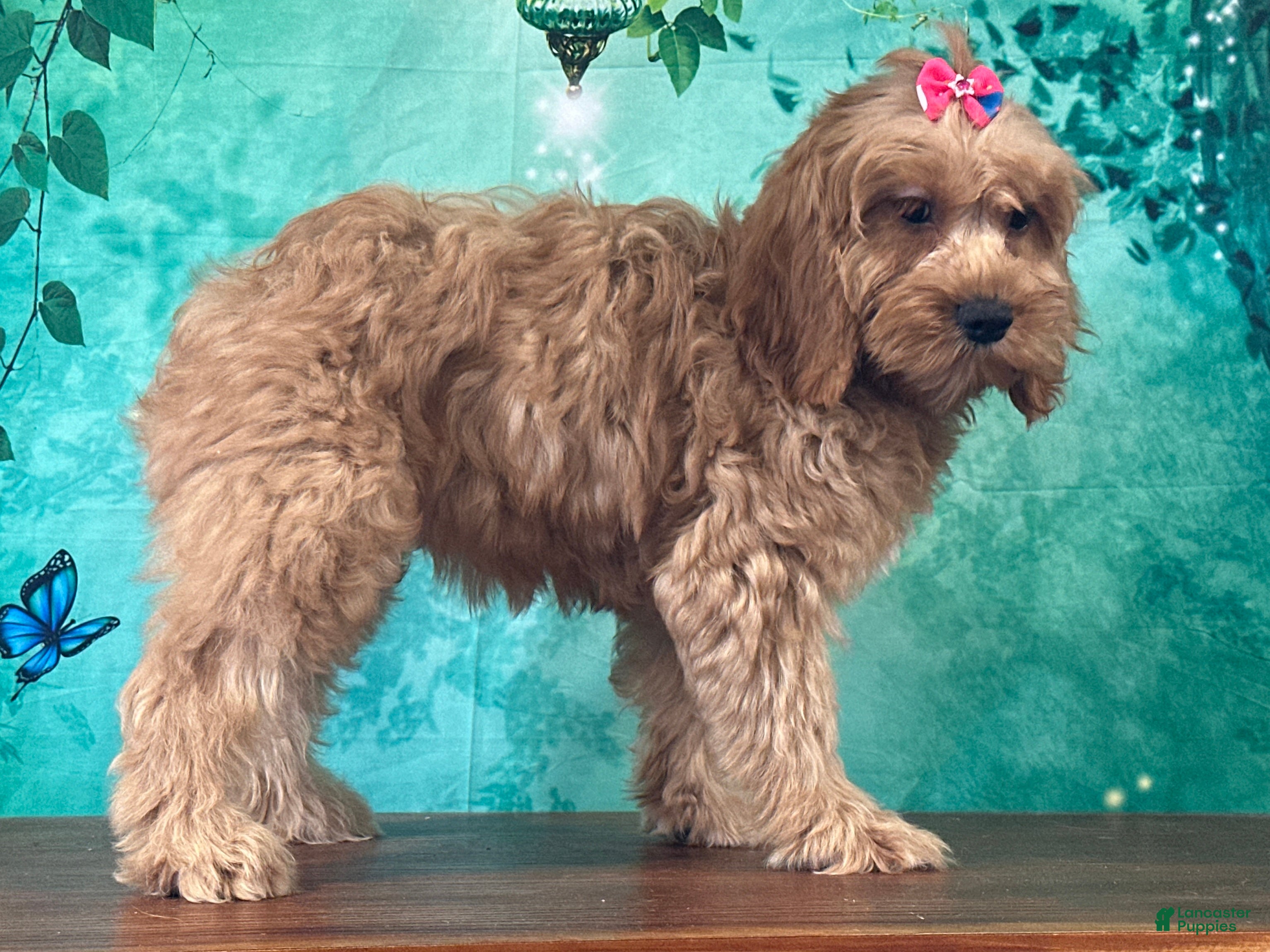 Cockapoo dogs Cupcake - Ad 2