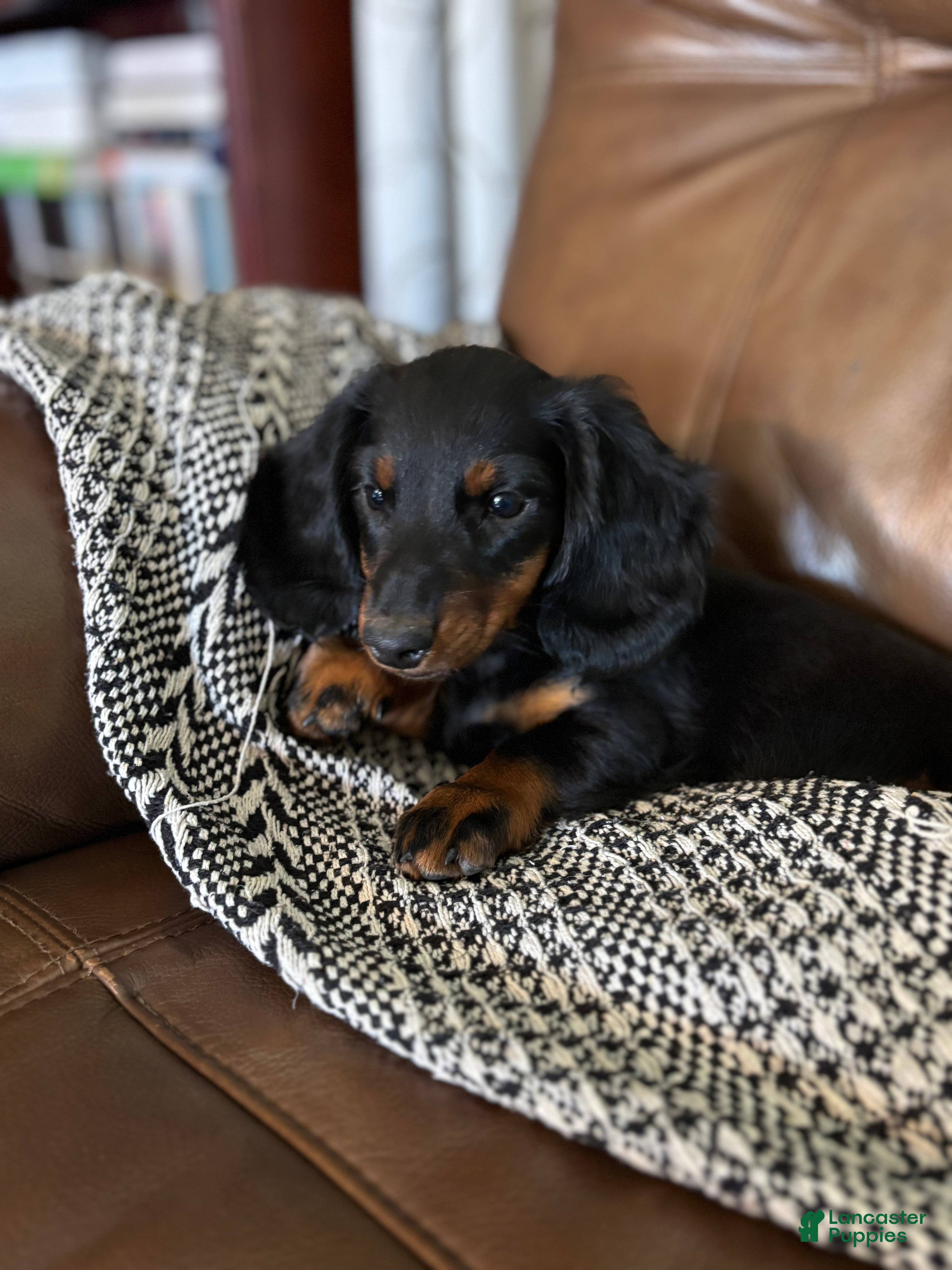 Miniature Dachshund dogs for sale: Sawyer - Ad 2