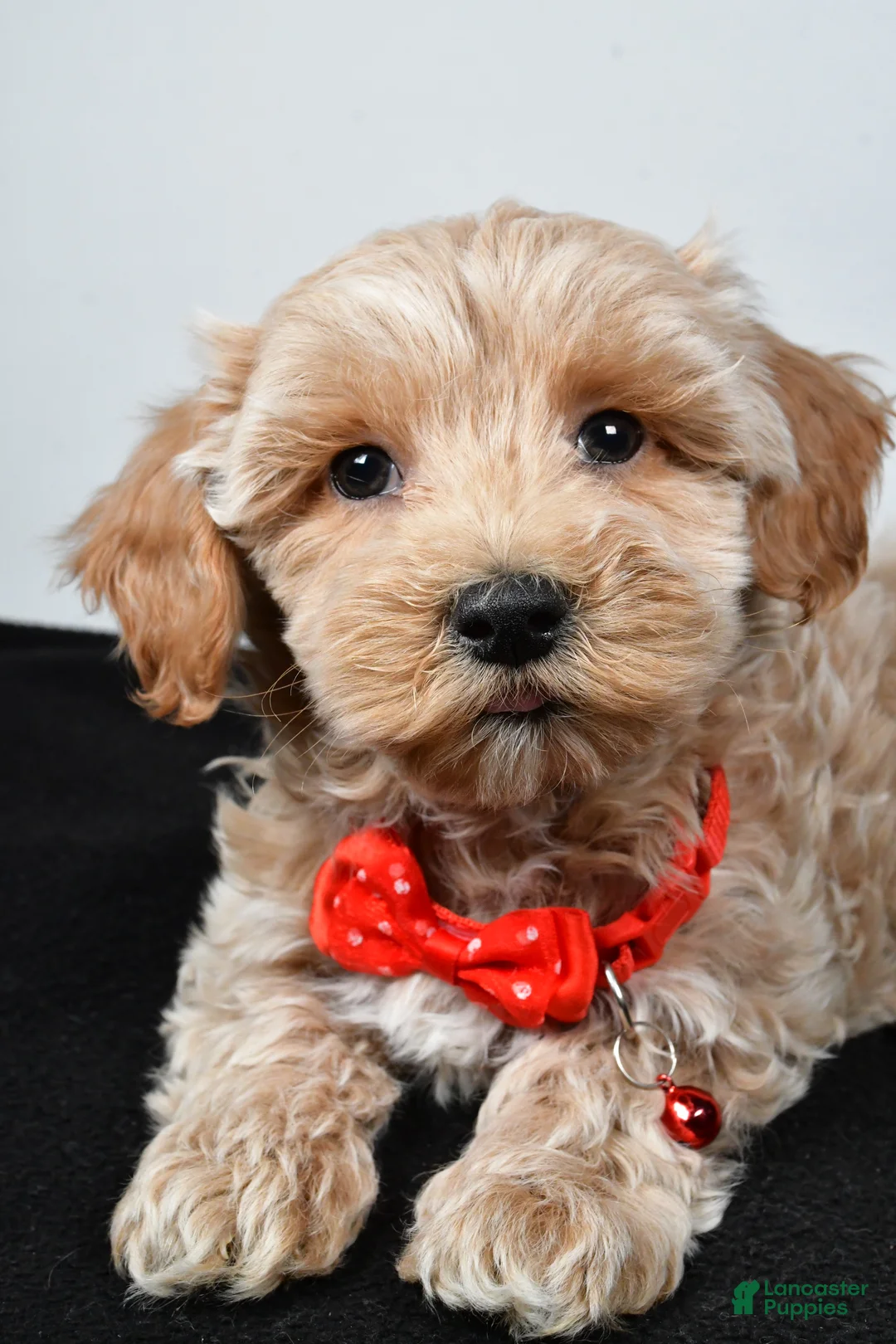 Maltipoo dogs for sale: Sanford - Ad 5