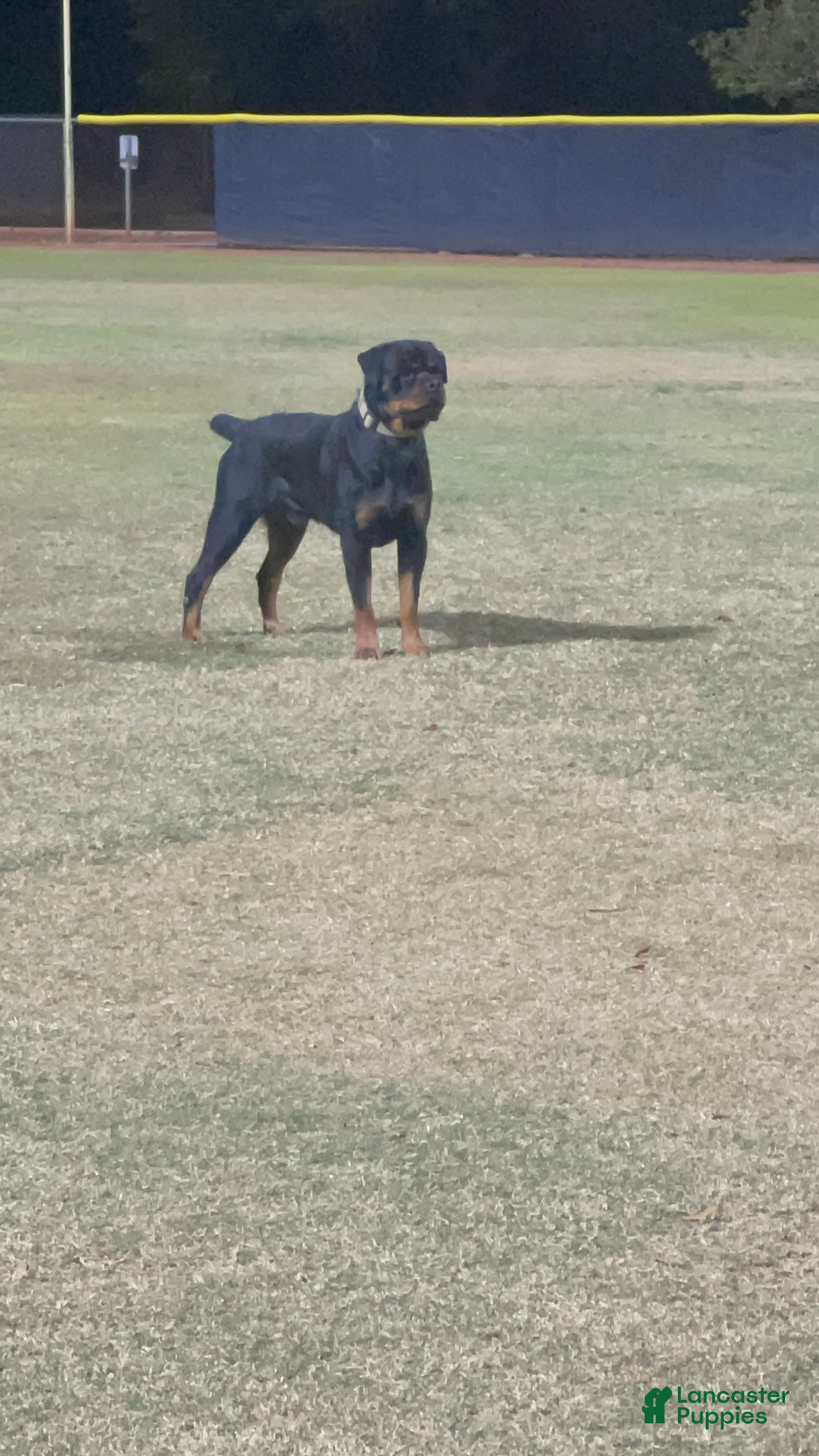 Rottweiler dogs 5th Pick Female - Ad 1