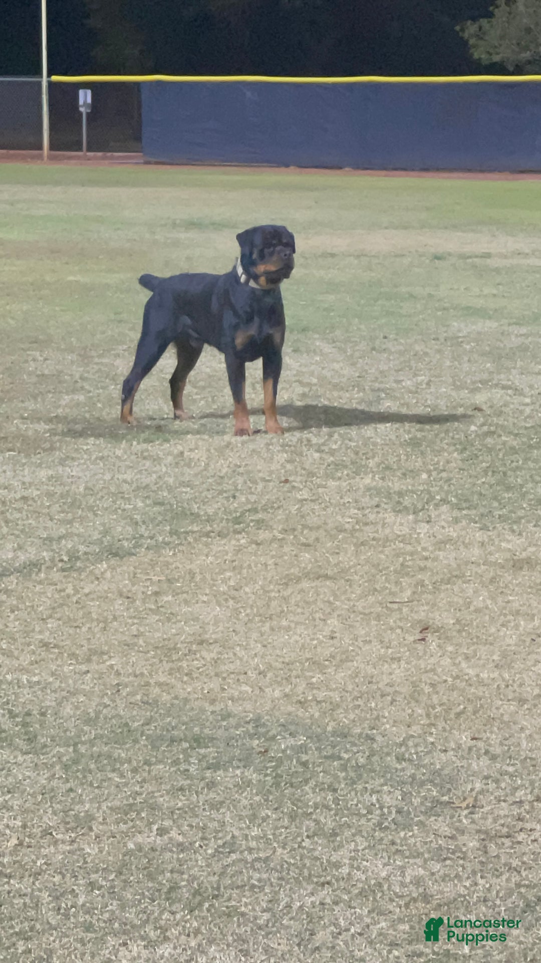 Rottweiler dogs for sale: 5th Pick Female - Ad 1