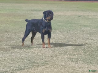 Rottweiler dogs 5th Pick Female - Ad 4
