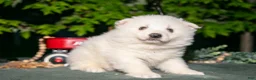 American Eskimo dogs for sale: Milkshake - Ad 2