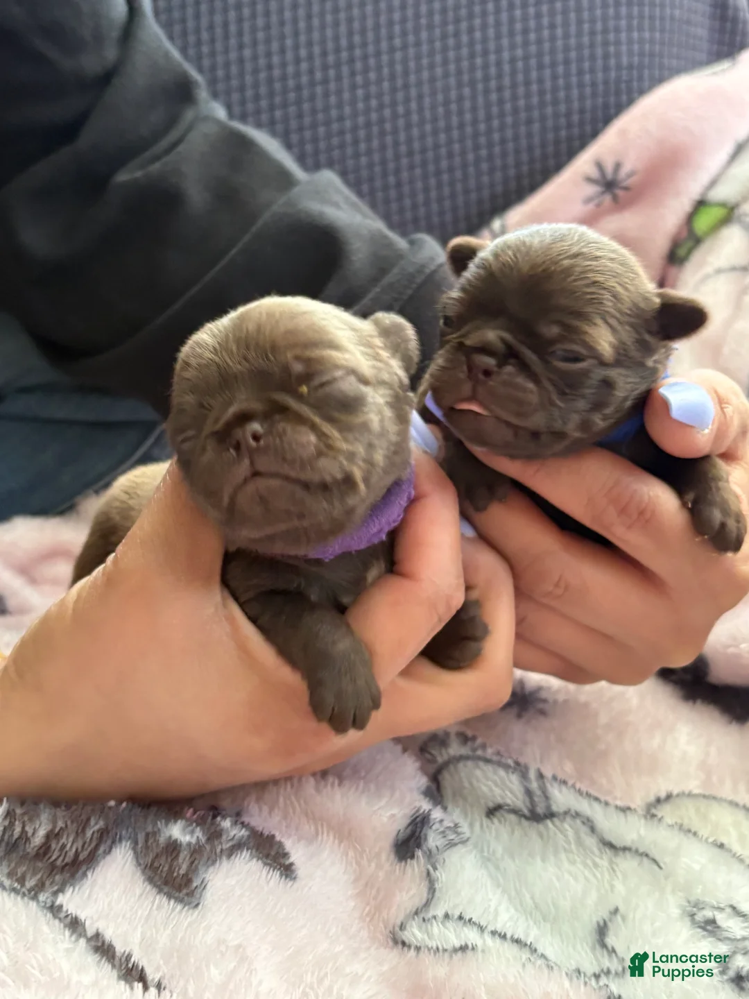 Pug dogs for sale: Rolo chocolate pug - Ad 1