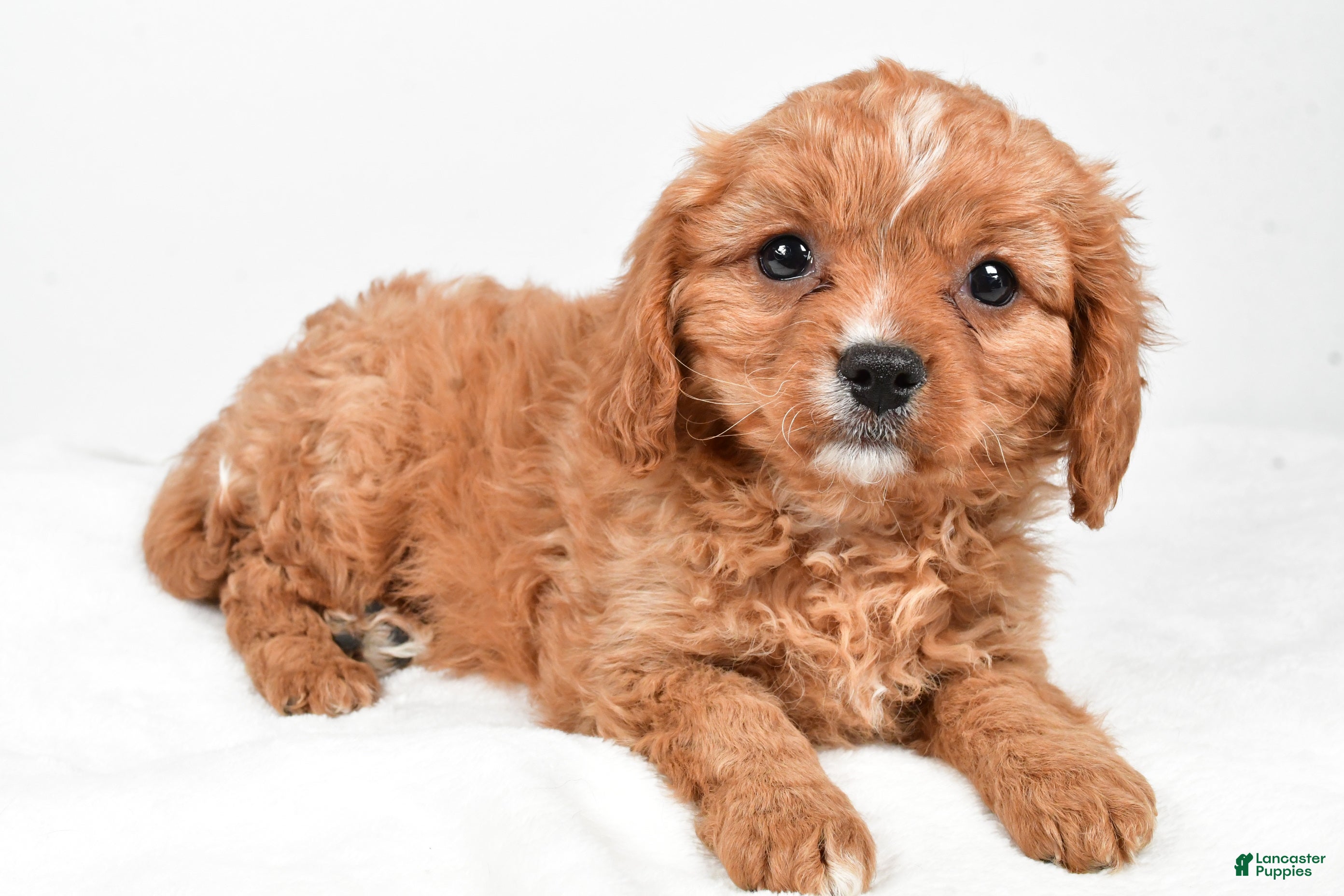 Cavapoo dogs Penny f one b - Ad 6