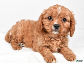 Cavapoo dogs - Ad 7