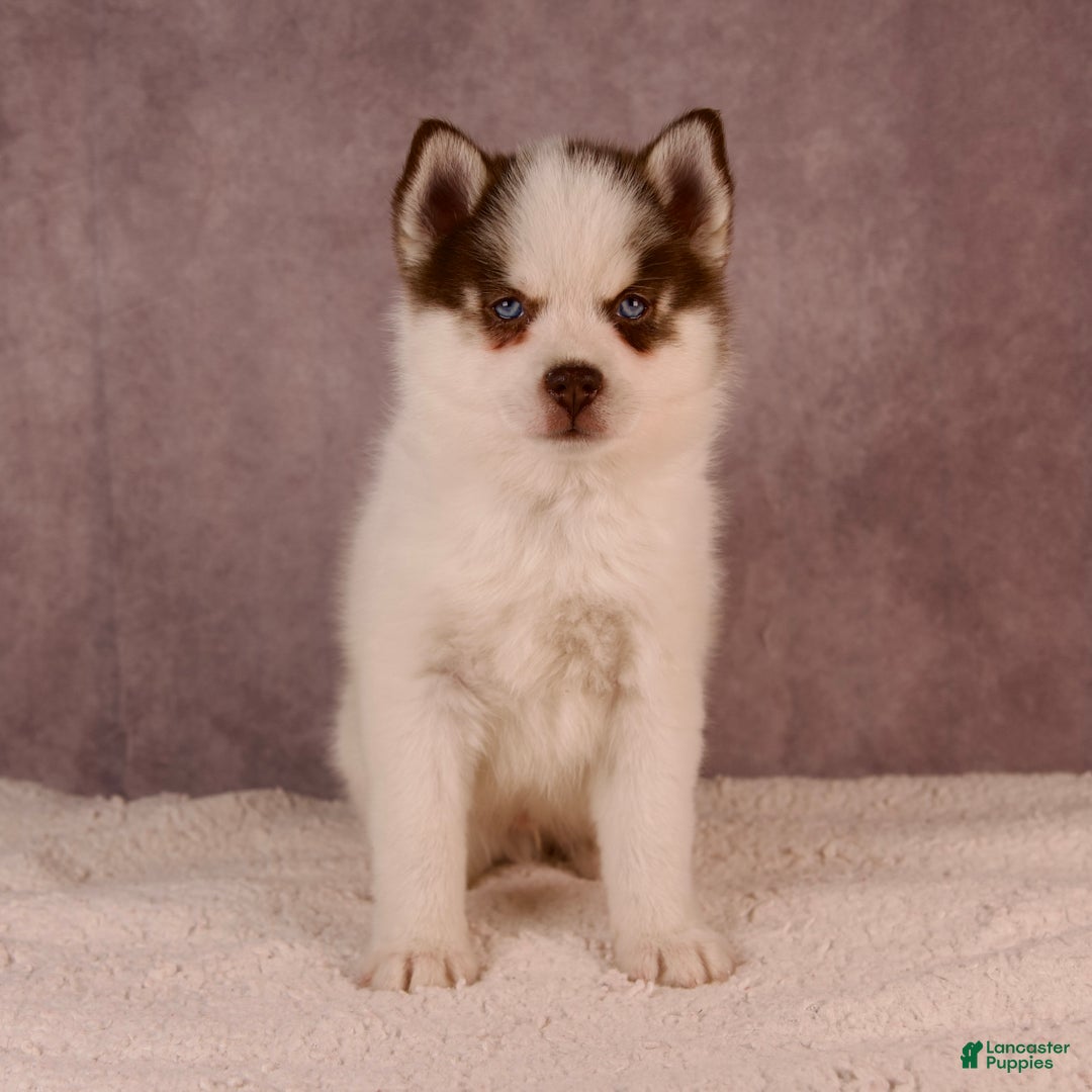 Pomsky dogs for sale: AJay - Ad 33