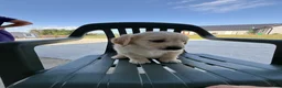 Golden Retriever dogs for sale: Gigi - Ad 29
