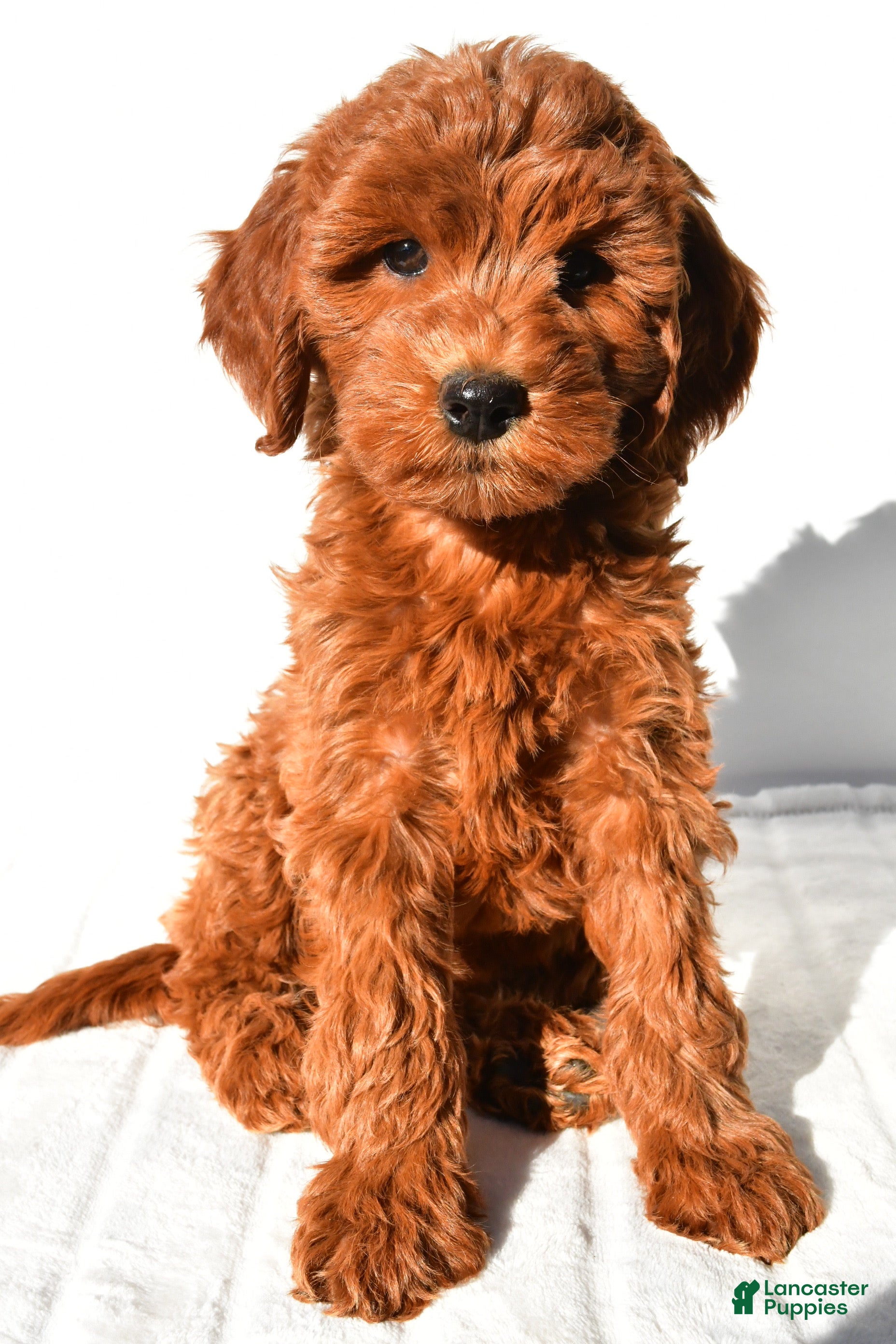 Mini Goldendoodle dogs Goldie - Ad 2