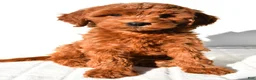 Mini Goldendoodle dogs for sale: Goldie - Ad 2