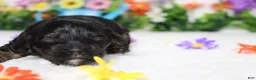 Cockapoo dogs for sale: Ripple  - Ad 1