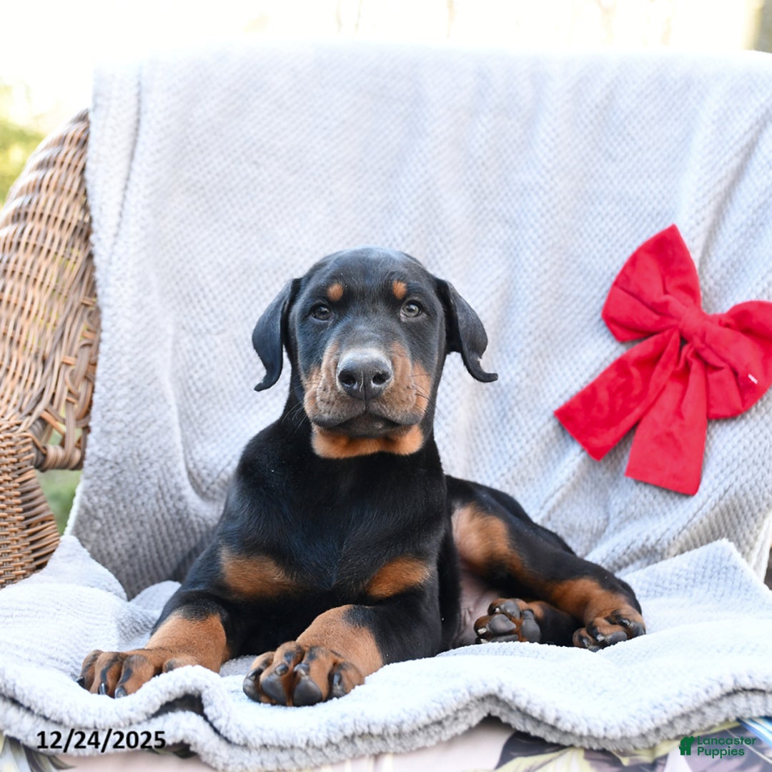 Doberman Pinscher dogs for sale: Rock - Ad 4